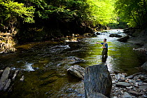 Man fly-fishing on the west branch of the Westfield River on the Keystone Arch Bridge Trail. Chester, Massachuetts, USA, August 2007. Model released.