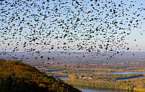 The Oxbow and the Connecticut River seen from the Skinner Mountain House in Hadley, with a flock of Grackles filling the sky. Skinner State Park, Mount Holyoke, Massachusetts, USA, August 2007.