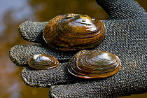 Dwarf Wedge Mussel (left), Eastern Elliptio (top), and Eastern Lampmussel (right.) found in the Ashuelot River. Keene, New Hampshire, USA, September 2006.