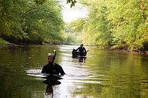 Researchers searching for freshwater mussels in the Ashuelot River, Keene, New Hampshire, USA, September 2006.