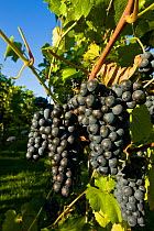 Grapevine (Vitis genus) with ripe bunches of black grapes at Candia Vineyards, New Hampshire, USA, September.