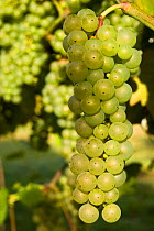 Buhch of ripe white grapes on grapevine (Vitis vinifera) at Jewell Towne Vineyards in South Hampton, New Hampshire, USA, August.