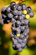 Bunch of black grapes on grapevine (Vitis genus) at Jewell Towne Vineyards in South Hampton, New Hampshire, USA, August.