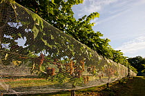 Nets protecting the Grapes (Vitis genus) at Jewell Towne Vineyards in South Hampton, New Hampshire, USA, August.