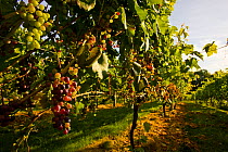 Grapevines (Vitis genus) at Jewell Towne Vineyards in South Hampton, New Hampshire, USA, August 2008.
