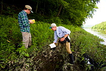 Nature Conservancy employees cutting back Japanese knotweed (Fallopia japonica) in an invasive species eradication effort on the TNC's Silverweed Seep preserve in Plainfield, New Hampshire, USA.