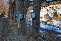 Sap buckets on maple trees, Pomfret, Vermont, USA, April 2008.