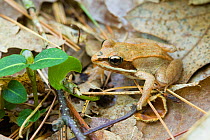 Wood frog (Rana sylvatica), Bald Hill East reservation in Boxford, Massachusetts, USA.