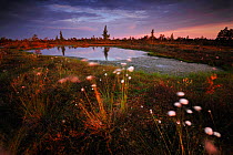Cotton grass (Eriophorum) growing in wetland bog at sunset, Kemeri National Park, Latvia, June 2009