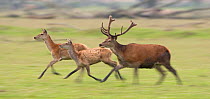 Red deer (Cervus elaphus) stags and hinds on the move, Oostvaardersplassen, Netherlands, June 2009