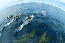 Common dolphins (Delphinus delphis) surfacing, Fisheye lens. Pico, Azores, Portugal, June 2009