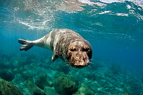 Mediterranean Monk Seal (Monachus monachus) large male of 2.5 m length. Localy identified by Parque Natural da Madeira as "Metade". Areias, Deserta Grande, Desertas Islands, Madeira, Portugal, August...