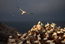 Northern gannets (Morus bassanus) colony, Saltee Islands, County Wexford, Republic of Ireland, June 2009