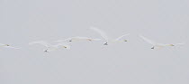 Whooper Swans (Cygnus cygnus) flying in formation in mist, Lake Tysslingen, Sweden. March 2009.