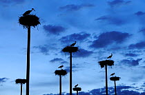 RF- White storks (Ciconia ciconia) nesting on poles erected by the city of Caceres in Extremadura, Spain, to compensate for the removal of an old farmhouse supporting a colony of storks. (This image m...