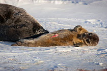 Weddell seal mother (Leptonychotes weddellii) with very young pup with umbilical cord, Ross Sea, Antarctica.