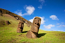 Stone head sculptures / Moai at Rano Raraku, Easter Island, South Pacific, October 2009