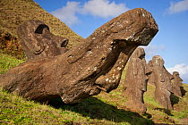 Leaning stone head sculptures / Moai at Rano Raraku, Easter Island, South Pacific, October 2009