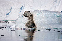 Rock carried from glacier and lodged in iceberg, Marguerite Bay, Antarctic peninsula. January 2009