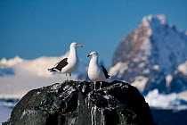 Kelp / Southern black backed gulls (Larus Dominicanus) Detaille Island, Antarctic peninsula. February 2009.