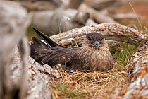 Lonnberg's skua (Stercorarius antarcticus lonnbergi) sitting on nest near Ushuaia, Beagle Channel, Tierra del Fuego, Argentina.