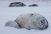 Female Weddell seal (Leptonychotes weddellii) with very young pup, Ross Sea, Antarctica.