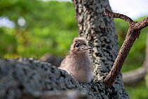 Fairy / White tern chick (Gygis alba) perching in tree, Ducie Island, Pitcairn Island Group, South Pacific. October