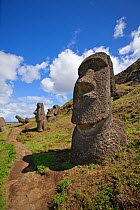 Stone figurative sculptures / Moai at Ranoraraku quarry, Easter Island, South Pacific, October 2009