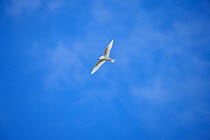 Fairy / White tern (Gygis alba) Henderson Island, Pitcairn Island, South Pacific. October