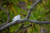 Fairy / White tern (Gygis alba) perching in tree, Henderson Island, Pitcairn Island, South Pacific. October