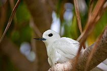 Portrait of Fairy / White tern (Gygis alba) Henderson Island, Pitcairn Island, South Pacific. October