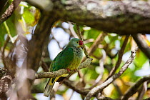 Henderson fruit dove (Ptilinopus insularis) This is a rare endemic bird, Pitcairn Island, South Pacific. October