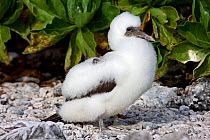 Masked booby chick (Sula dactylatra) Ducie Island, Pitcairn Island Group, South Pacific. October