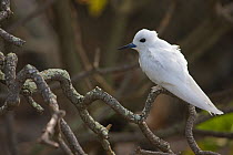 Portrait of Fairy / White tern (Gygis alba) Henderson Island, Pitcairn Island, South Pacific. October