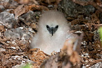 Masked booby chick (Sula dactylatra) Ducie Island, Pitcairn Island Group, South Pacific. October