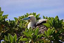 Red-footed booby (Sula sula) in tree, Ducie Island, Pitcairn Island Group, South Pacific. October