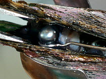 Removing cultured black pearl from Oyster (Lophia folium) shell, Rangiroa atoll, French Polynesia.
