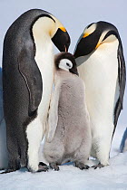 Family portrait of Emperor penguin (Aptenodytes forsteri) parents and chick at Snow Hill Island rookery, Weddell Sea, Antarctica, November