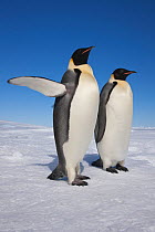 Emperor penguins (Aptenodytes forsteri) one with raised flipper, Snow Hill Island rookery, Weddell Sea, Antarctica, November