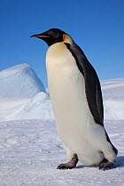 Emperor penguin (Aptenodytes forsteri) walking across ice, Snow Hill Island rookery, Weddell Sea, Antarctica, November