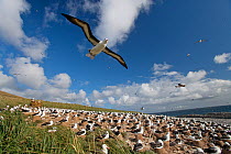 Black-browed Albatross (Thalassarche melanophrys) colony at Steeple Jason in the Falklands - the largest colony of Black-browed Albatrosses in the world. More than 70% of the global population breed i...