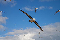Black-browed Albatross (Thalassarche melanophrys) colony at Steeple Jason in the Falklands - the largest colony of Black-browed Albatrosses in the world. Over 70% of the global population breed in the...