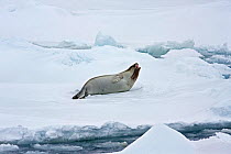 Rare shot of female Ross seal (Ommatophoca rossi) calling, showing distinctive thick neck. Ross Sea, Antarctica. December 2009.