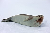Portrait of female Ross seal (Ommatophoca rossi) showing distinctive thick neck. Ross Sea, Antarctica. December 2009.
