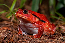 Tomato frog (Dyscophus antongilii) in marsh habitat. Near Maroantsetra, north east Madagascar.