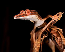 Lined Leaf-tailed Gecko (Uroplatus lineatus) head portrait. Active in forest understorey at night. Masoala National Park, Madagascar.