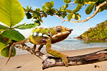 Male Panther Chameleon (Furcifer pardalis) stalking prey in beach side vegetation. Bay of Antongil, Masoala Peninsula National Park, north east Madagascar. Did you know? Chameleons don't change colour...