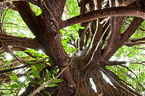 Aerial tree roots from within buttress. Lowland rainforest, Masoala National Park, Madagascar.