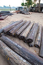Hardwoods (Rosewood sp.) lying on the quayside in Maroantsetra. Collected illegally from the region of Masoala National Park, north east Madagascar. November 2009.