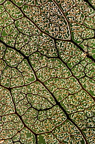 Veins and filaments of a leaf after decomposition. Lowland rainforest, Masoala National Park, Madagascar.